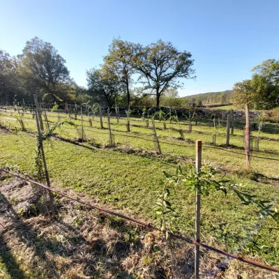 Notre plantation de Goji